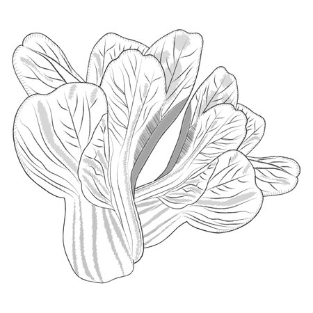Sketch of pak choi. Sketch of bok choi. Exotic vegetables. Organic and healthy, diet and vegetarian food. Vector illustrations isolated on white background. Sketch ofの写真素材