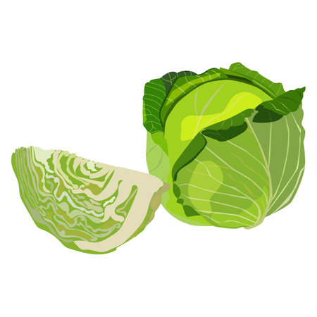 White cabbage. Cabbage. Leafy vegetable. Fresh organic and healthy, diet and vegetarian food. Vector illustrations isolated on white background. green.のイラスト素材