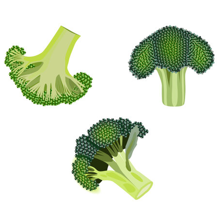 Broccoli. Fresh organic and healthy, diet and vegetarian food. Vector illustrations isolated on white background.のイラスト素材