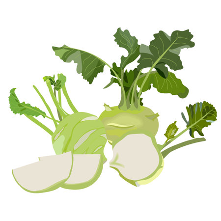Kohlrabi set. Fresh organic and healthy, diet and vegetarian food. Vector illustration isolated on white background.のイラスト素材