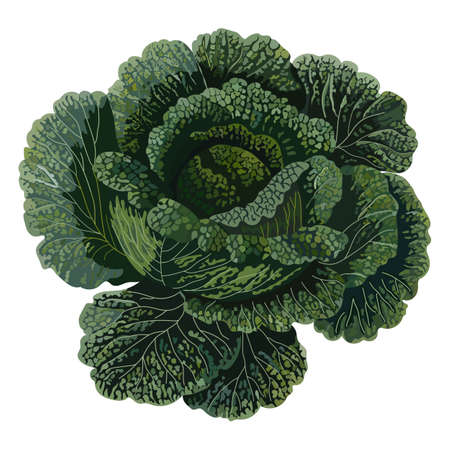 Savoy cabbage. Fresh organic and healthy, diet and vegetarian food. Vector illustration.のイラスト素材