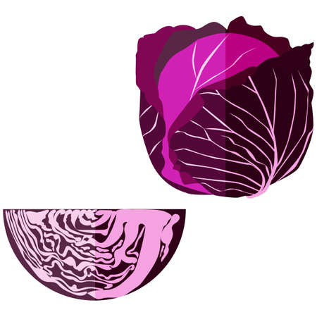 Flat style of red cabbage. Cabbage. Leafy vegetable. Fresh organic and healthy, diet and vegetarian food. Vector illustration.のイラスト素材