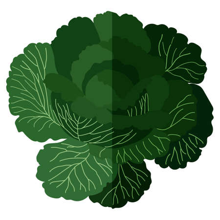 Flat style of savoy cabbage. Fresh organic and healthy, diet and vegetarian food. Vector illustration.のイラスト素材