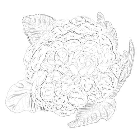 Hand drawing of cauliflower. Hand drawing of curly cabbage. Fresh organic and healthy, diet and vegetarian food. Vector illustration.のイラスト素材