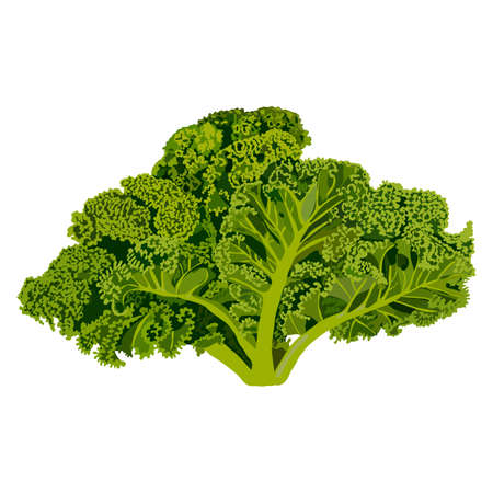 Kale. Cabbage. Fresh organic and healthy, diet and vegetarian food. Vector illustrationのイラスト素材