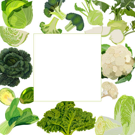 Square banner. White, savoy, chinese, curly cabbage. Bok choy and kale. Broccoli and brussels sprouts. Kohlrabi and cauliflower. Vector illustrationのイラスト素材