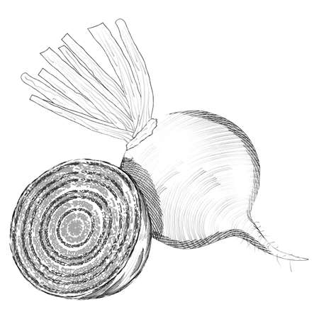 Hand-drawn sketch of beetroot. Whole beetroot and half beetroot for banners, flyers. Fresh organic and healthy, diet and vegetarian food. Vector illustration isolated on white backgroundのイラスト素材