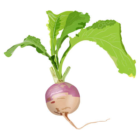 Purple top white globe turnips for banners, flyers. Fresh organic and healthy, diet and vegetarian vegetables. Vector illustration isolated on white background.のイラスト素材