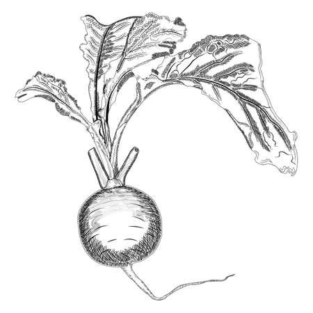Purple top white globe turnips for banners, flyers. Turnip with tops drawing in sketch style drawn in pencil, ink. Organic, healthy vegetables. Vector illustration isolated on white background.のイラスト素材