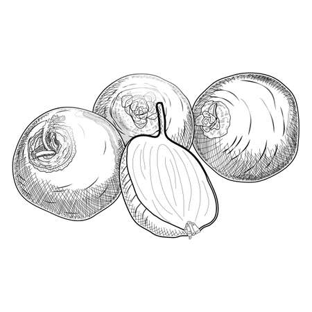 Set of purple-top white globe turnips. Turnip drawing in sketch style drawn in pencil, ink. Whole and half turnip. Organic and healthy vegetables. Vector illustration isolated on white background.のイラスト素材
