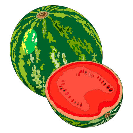 Delicious, ripe, juicy, sweet watermelon. Fresh summer fruits and berries. Whole and half watermelon for banner, flyer, menu. The cartoon style of watermelons. Watermelon day. Vector illustration.のイラスト素材