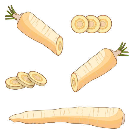 Parsnips for banners, flyers, posters, cards. Half and slices of parsnip. Parsnip root. Cartoon style. Fresh organic, diet and vegetarian vegetables. Vector illustration isolated on white backgroundのイラスト素材