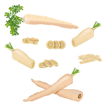 Set of parsnips for banners, flyers, posters, cards. Whole, half, and sliced parsnip. Diced parsnips. Parsnip with tops. Parsnip cut into strips. Parsnip root. Fresh vegetables. Vector illustrationのイラスト素材