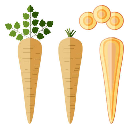 Set of parsnips. Organic, vegetarian vegetables. Vector illustration isolated on white backgroundのイラスト素材