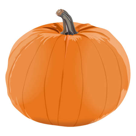 Orange pumpkin for banners, flyers, posters, cards. Sugar pie pumpkin. Halloween. October. Fresh organic, healthy, and vegetarian vegetables. Vector illustration isolated on white backgroundのイラスト素材