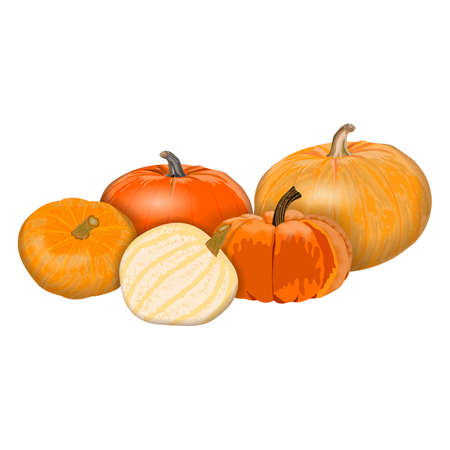 Set of white, yellow and orange pumpkins. Fresh organic, healthy and diet vegetables. Vector illustration isolated on white background.のイラスト素材