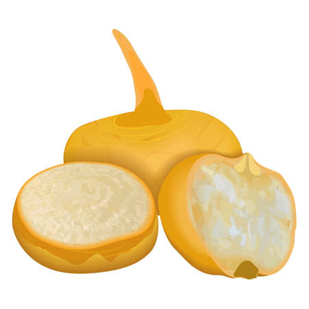 Orange turnip for banners, flyers, posters, cards. Whole and half yellow turnips. Fresh organic and healthy, diet and vegetarian vegetables. Vector illustration isolated on white background.のイラスト素材