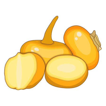 Orange turnips for banners, flyers, posters, cards. Whole and half yellow turnips. Orange turnip in cartoon style. Fresh organic vegetables. Vector illustration isolated on white background.のイラスト素材