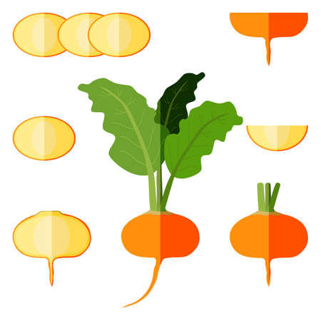 Set of orange turnips for banners, flyers, posters, cards. Whole, half, and sliced turnip. Yellow turnip with tops. Flat style. Organic vegetables. Vector illustration isolated on white background.のイラスト素材