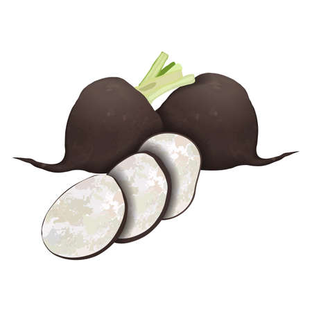 Black radish for banners, flyers, posters, cards. Whole and sliced black radishes. Root of black radish. Fresh organic and vegetarian vegetables. Vector illustration isolated on white background.のイラスト素材