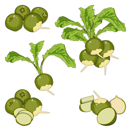 Radish Margelan, Lobo, Chinese radish, green radishes for banners, flyers, posters. Set of whole, half, and sliced green radish, radish with tops. Cartoon style. Root vegetables. Vector illustrationのイラスト素材
