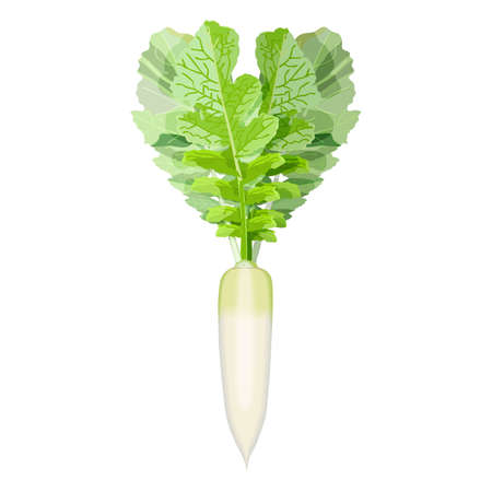 Daikon, Japanese Radon, White Chinese Radish, mooli, Sweet Radish, White Radish for banners, flyers, posters, cards. Root vegetables. Vector illustration isolated on white backgroundのイラスト素材