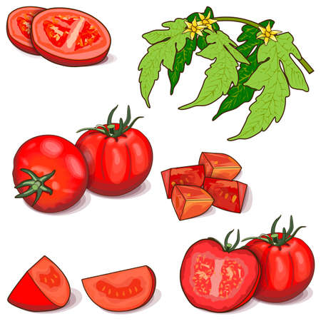 Set of tomatoes for banners, flyers, and posters. Whole, half, quarter, wedges, slices of tomatoes. Globe tomato. Fresh vegetables. Cartoon style. Vector illustration isolated on white backgroundのイラスト素材