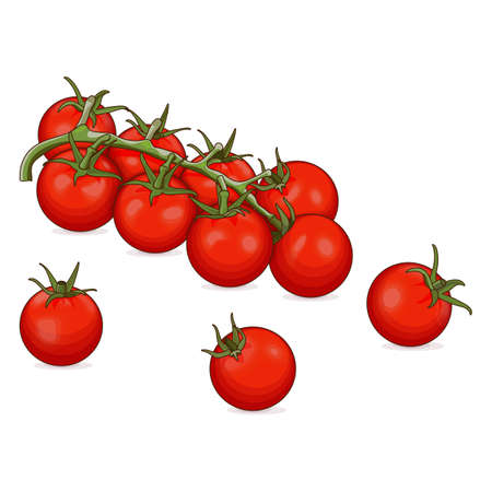 Branch of red cherry tomatoes for banners, flyers, posters, social media. Fresh organic and healthy, diet and vegetarian vegetables. Cartoon style. Vector illustration isolated on white background.のイラスト素材