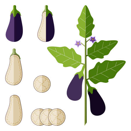 Set of eggplants for banners, social media. Whole, half, sliced aubergines. Branch with brinjals. Nightshade family. Vegetables. flat style. Vector illustration isolated on white background.のイラスト素材