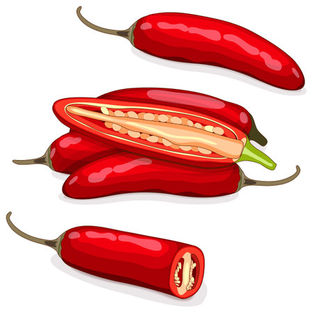 Whole, quarter, and half of red serrano Chile peppers. Chile serrano or serrano chilis. chili pepper. Capsicum annuum. Vegetables. cartoon style. Vector illustration isolated on white background.のイラスト素材