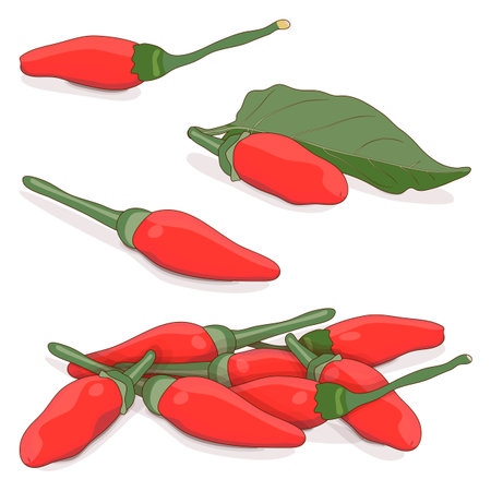 Group of Peri peri chili peppers. Piri Piri. Piripiri. Pili pili. Birds eye peppers. Siling labuyo. Vegetables. Cartoon style. Vector illustration isolated on white background.のイラスト素材