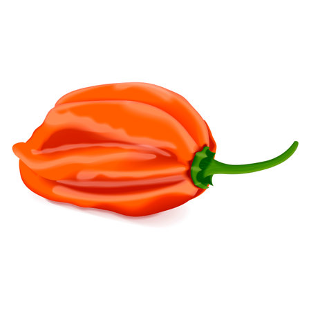 Orange habanero chili peppers. Capsicum chinense. Heat chili pepper. fresh organic vegetables. Vector illustration isolated on white background.のイラスト素材