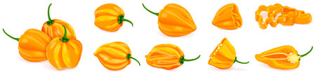 Set with whole, half, quarter, slices, and wedges of yellow habanero chili peppers. Capsicum chinense. Hot chili pepper. Fresh organic vegetables. Vector illustration isolated on white background.のイラスト素材