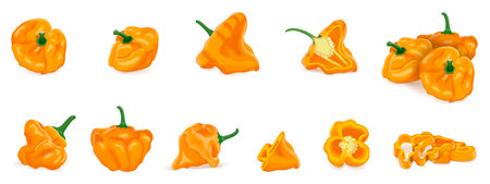 Set with whole, half, quarter, slices, and wedges of yellow scotch bonnet peppers. Capsicum chinense. Hot chili pepper. fresh organic vegetables. Vector illustration isolated on white background.のイラスト素材
