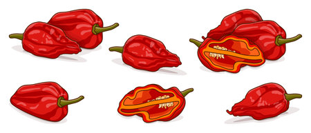 Set with whole, half of Bhut Jolokia ghost chile peppers. Naga jolokia. Capsicum chinense. Hot chili pepper. chili pepper. Vegetables. Vector illustration isolated on white background. cartoon style.のイラスト素材