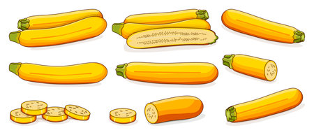 Set of Yellow zucchini or golden zucchini. Courgette or marrow. Summer squash. Cucurbita pepo or cucubits. Fruits and vegetables. Cartoon style. Vector illustration isolated on white background.のイラスト素材