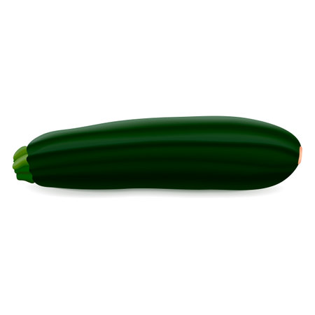Black Beauty Zucchini or Dark Green Zucchini. Courgette or marrow. Summer squash. Cucurbita pepo or cucubits. Fresh, raw fruits and vegetables. Vector illustration isolated on white background.のイラスト素材