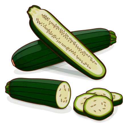 Whole, half, quarter of Black Beauty Zucchini or Dark Green Zucchini. Courgette or marrow. Summer squash. Cucubits. fruits. Vegetables. cartoon style. Vector illustration isolated on white background.のイラスト素材