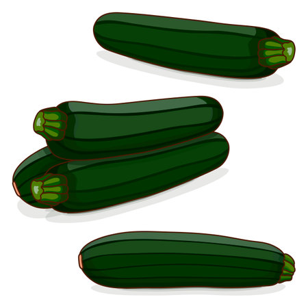 Group of Black Beauty Zucchini or Dark Green Zucchini. Courgette or marrow. Summer squash. Cucubits. fruits. Vegetables. cartoon style. Vector illustration isolated on white background.のイラスト素材
