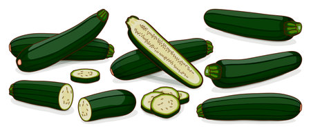 Set of Black Beauty Zucchini or Dark Green Zucchini. Courgette or marrow. Summer squash. Cucubits. fruits. Vegetables. cartoon style. Vector illustration isolated on white background.のイラスト素材
