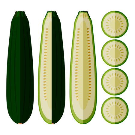 Set of Black Beauty Zucchini or Dark Green Zucchini. Courgette or marrow. Summer squash. Cucubits. fruits and vegetables. flat style. Vector illustration isolated on white background.のイラスト素材