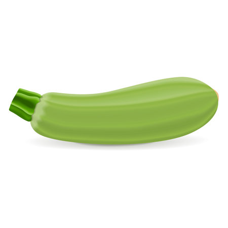 Lebanese zucchini or Green courgette. Courgette or marrow. Summer squash. Cucurbita pepo or cucubits. Fresh, organic, raw fruits and vegetables. Vector illustration isolated on white background.のイラスト素材