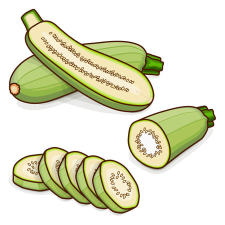 Whole, half, quarter, slices of Lebanese zucchini or Green courgette. Courgette or marrow. Summer squash. Cucubits. Fruits. Vegetables. Cartoon style. Vector illustration isolated on white background.のイラスト素材