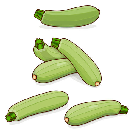 Group of Lebanese zucchini or Green courgette. Courgette or marrow. Summer squash. Cucurbita pepo or cucubits. Fruits and vegetables. Cartoon style. Vector illustration isolated on white background.のイラスト素材