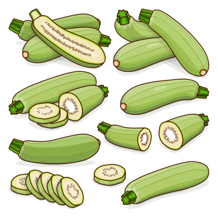 Set of Lebanese zucchini or Green courgette. Courgette or marrow. Summer squash. Cucurbita pepo or cucubits. Raw fruits and vegetables. Cartoon style. Vector illustration isolated on white background.のイラスト素材