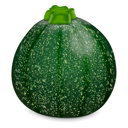 Round Zucchini or Eight Ball squash. Cue Ball squash. Courgette or marrow. Summer squash. Cucurbita pepo or cucubits. Fruits and vegetables. Vector illustration isolated on white background.のイラスト素材