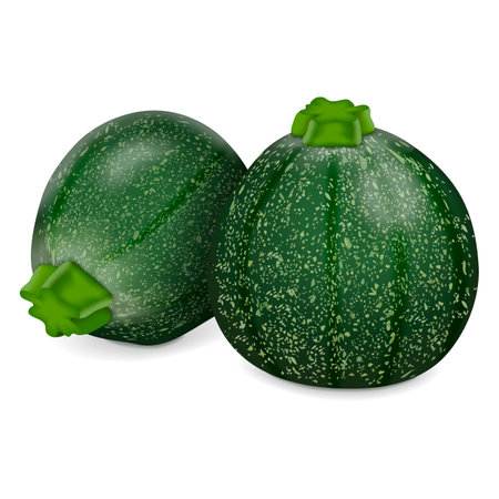 Group of Round Zucchini or Eight Ball squash. Cue Ball squash. Courgette or marrow. Summer squash. Cucurbita pepo or cucubits. Fruits and vegetables. Vector illustration isolated on white background.のイラスト素材