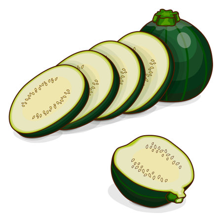 Whole, half, quarter, slices of Round Zucchini or Eight Ball squash. Courgette or marrow. Summer squash. Cucubits. Fruits. Vegetables. Cartoon style. Vector illustration isolated on white background.のイラスト素材