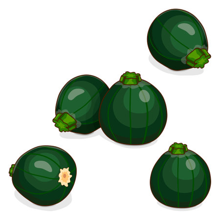 Group of Round Zucchini or Eight Ball squash. Cue Ball squash. Courgette or marrow. Summer squash. Cucubits. Fruits and vegetables. Cartoon style. Vector illustration isolated on white background.のイラスト素材