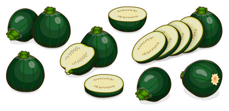 Set of Round Zucchini or Eight Ball squash. Cue Ball squash. Courgette or marrow. Summer squash. Cucubits. Fruits. Vegetables. Cartoon style. Vector illustration isolated on white background.のイラスト素材